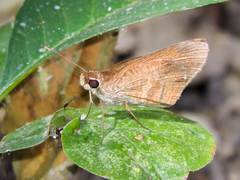 Synapte pecta