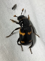 Nicrophorus sayi
