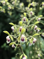Epidendrum goodspeedianum