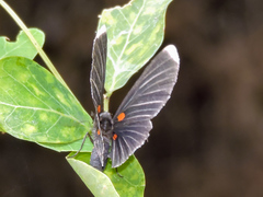 Melanis acroleuca acroleuca