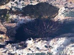 Strongylocentrotidae