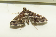 Diasemiopsis ramburialis