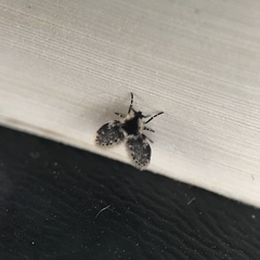 Lepiseodina conspicua