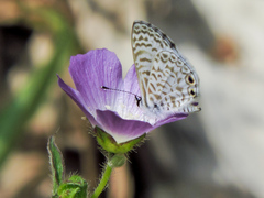 Leptotes cassius cassidula