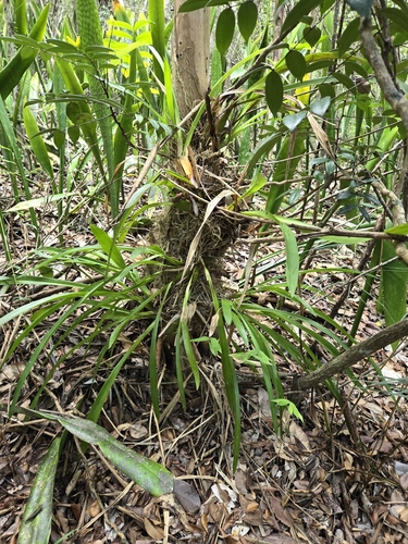 Foto de Pingo d'ouro