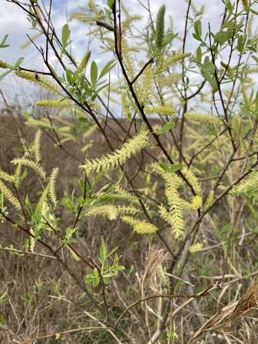 coastal plain willow (Salix caroliniana)
