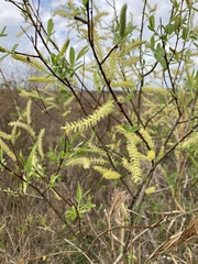 Coastal Plain Willow (Salix caroliniana)
