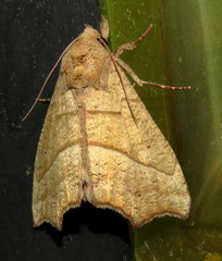 Anomis psamathodes