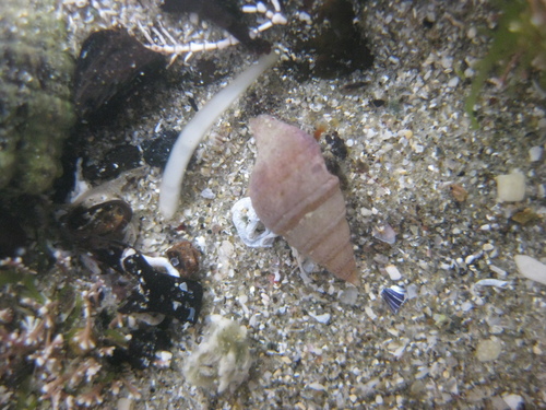 Phenatoma zealandicum