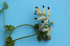 Fumaria parviflora