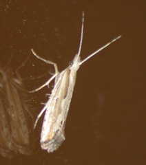 Plutella porrectella