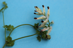 Fumaria parviflora