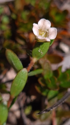 Mitrasacme pilosa (Mitrasacme pilosa)