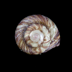 Zethalia zelandica image