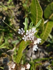 Asclepias humistrata image