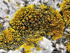 Polycauliona brattiae