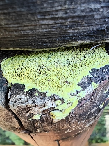 Mycoacia