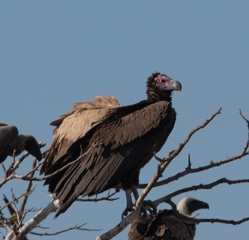 Lappet-faced Vulture