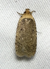 Agonopterix clemensella