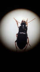 Harpalus atratus