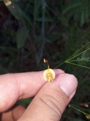 Aeschynomene paniculata