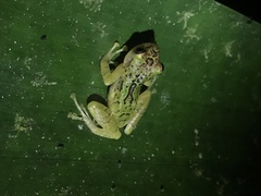 Pristimantis eremitus