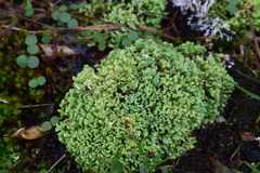 Cladonia strepsilis