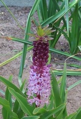 Eucomis
