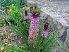 Eucomis