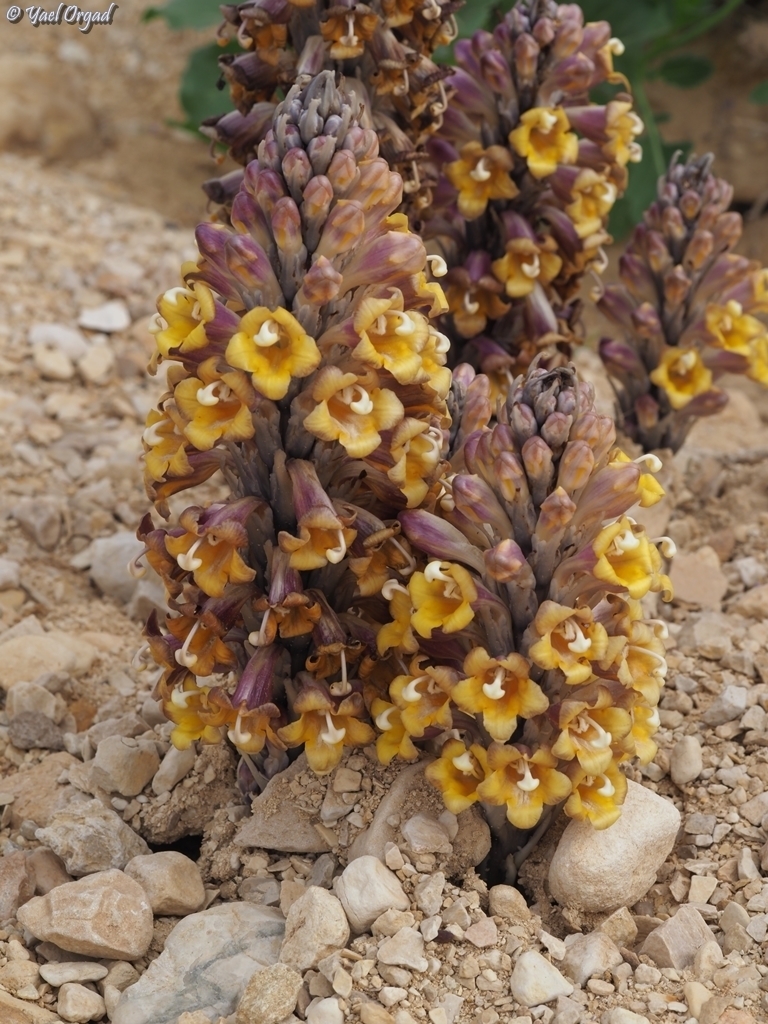 Cistanche tinctoria