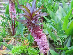 Eucomis