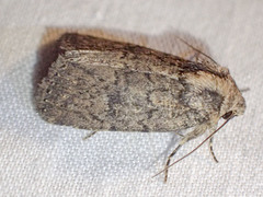 Proteuxoa argonephra