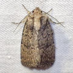 Proteuxoa argonephra