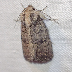 Proteuxoa argonephra