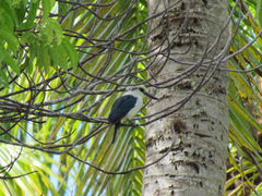 Todiramphus tutus atiu