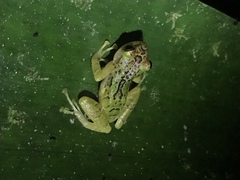 Pristimantis eremitus