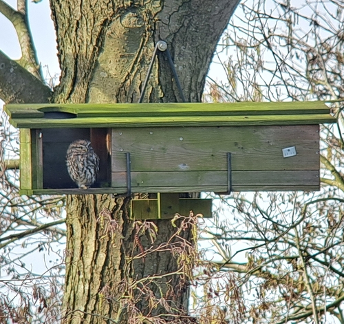 Little Owl, 5264 NZ Vught, Nederland, photo 8 of 10