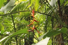Heliconia schiedeana