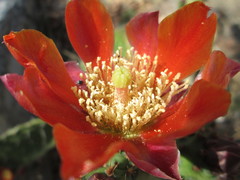 Opuntia tomentosa