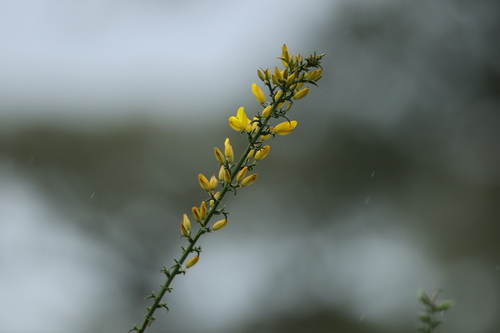 Ulex australis (Ulex australis)