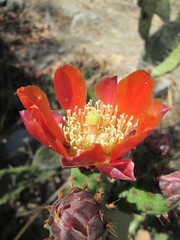Opuntia tomentosa