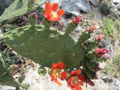 Opuntia tomentosa