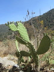 Opuntia tomentosa