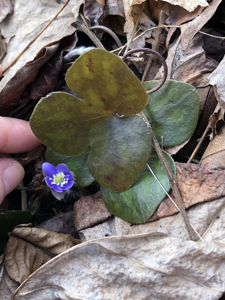 roundlobed hepatica from Zion Rd, Brookeville, MD, US on March 3, 2024