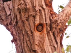 Micrathene whitneyi