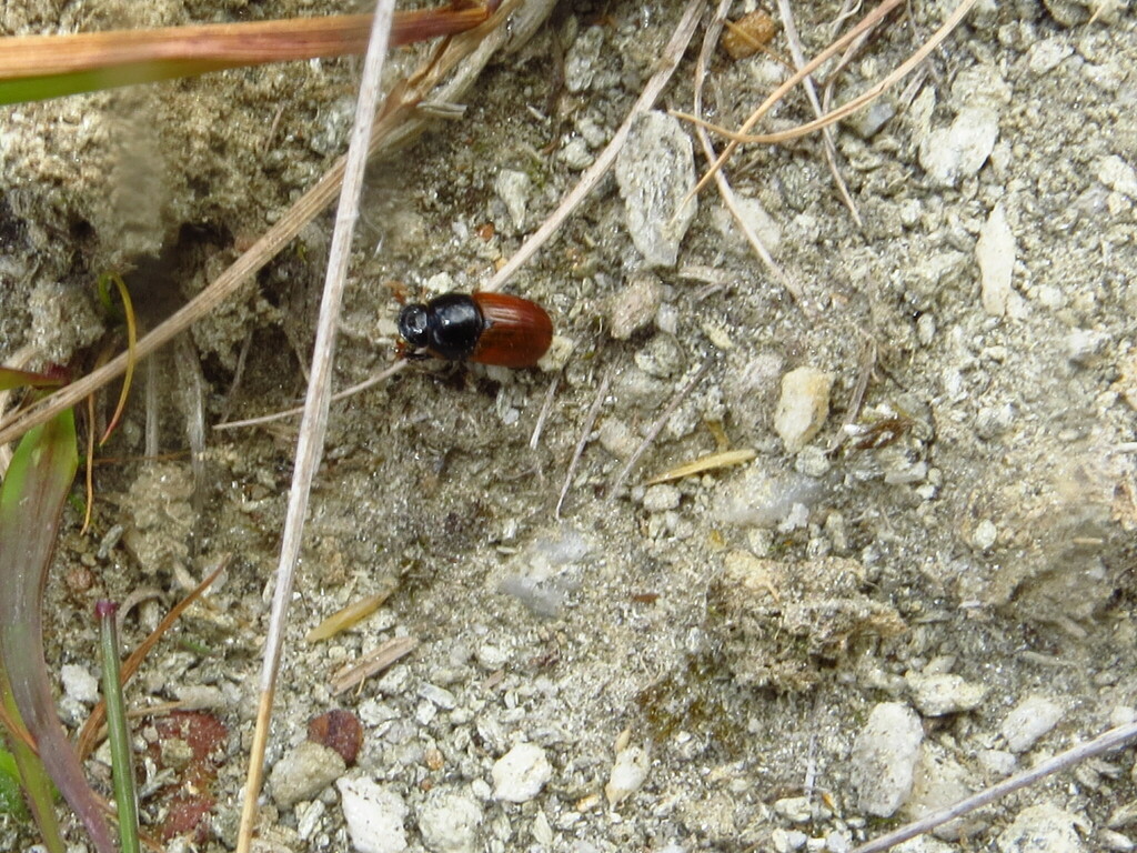 Aphodie du fumier