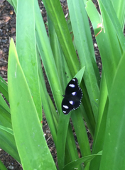 Hypolimnas bolina nerina