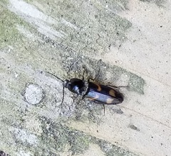 Selatosomus suckleyi