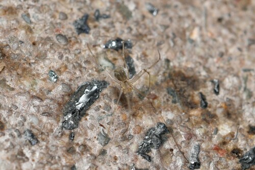 Belisana ambengan, Zuid-Holland, NL, photo 7 of 10