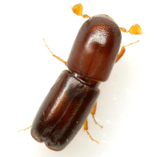 Monarthrum mali Wood & Bright, 1992